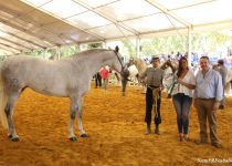 W SUBCAMPEONA DEL CONCURSO, CARBONERA DE LA ROSA XI